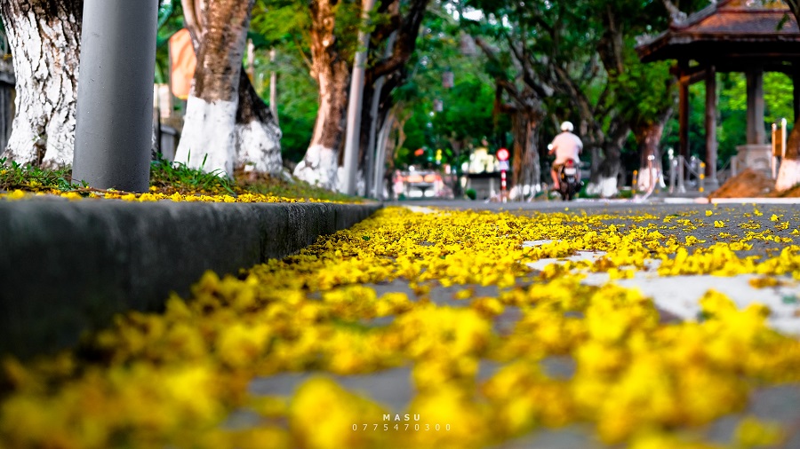 mùa hoa điệp vàng trên đường phượng bay Huế