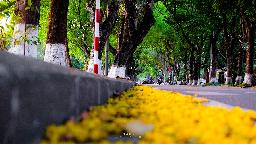 mùa hoa điệp vàng trên đường phượng bay Huế