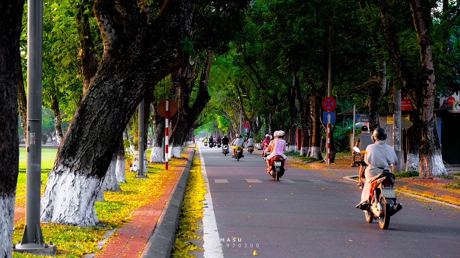 mùa hoa điệp vàng trên đường phượng bay Huế