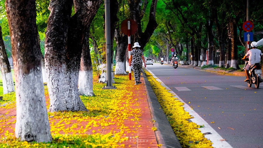 Mùa Hoa Phượng ở Huế